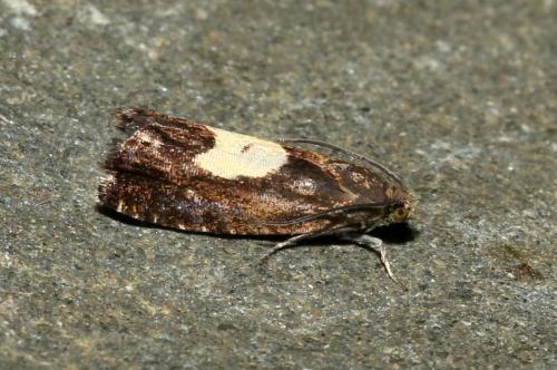Réf. 185 881 : Pammene sp.